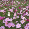 广东广州波斯菊种子边坡专用草籽绿化花卉种子