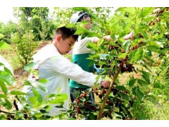 苏州三六六社会实践青少年研学之旅探索桑蚕文化传承丝绸文明图2